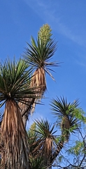 Yucca periculosa