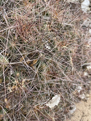 Coryphantha macromeris
