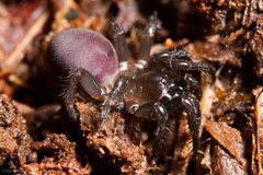 Antrodiaetus unicolor