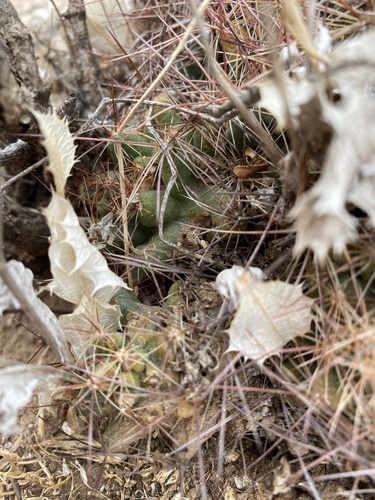 Coryphantha macromeris