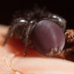 Antrodiaetus unicolor