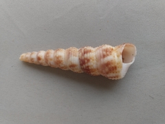 Turritella