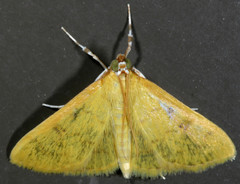 Loxomorpha flavidissimalis
