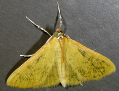 Loxomorpha flavidissimalis