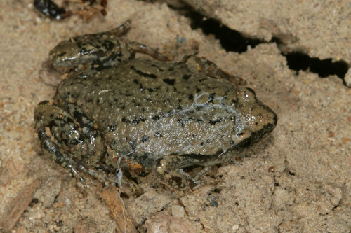 Western Narrow-mouthed Toad