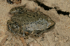 Great Plains Narrow-Mouthed Toad photo 5