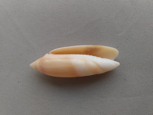 Agaronia acuminata observed 2021-03-12