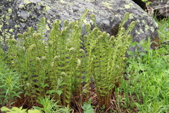 Dryopteris oreades