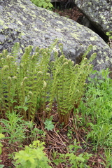 Dryopteris oreades