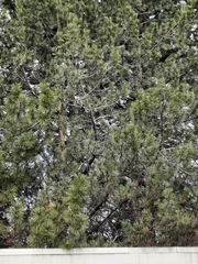 Pinus