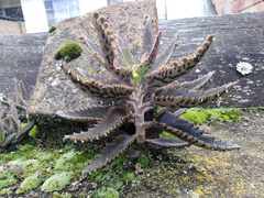 Kalanchoe × houghtonii