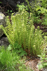Dryopteris oreades