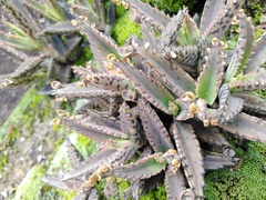 Kalanchoe × houghtonii