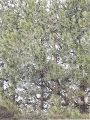 Pinus
