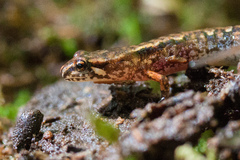 Desmognathus wrighti