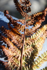 Dryopteris oreades