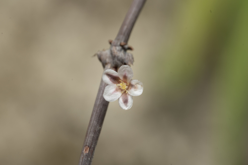 Horse-tail knotweed (Polygonum equisetiforme)