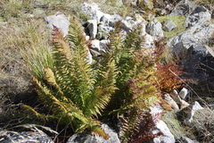 Dryopteris oreades