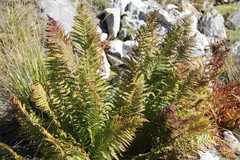 Dryopteris oreades