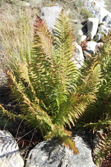 Dryopteris oreades