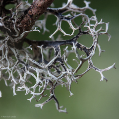 Pseudevernia cladonia