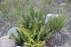 Dryopteris oreades
