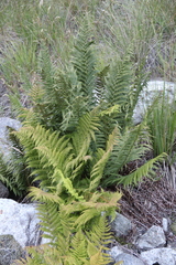 Dryopteris oreades