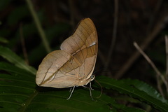 Archaeoprepona chalciope