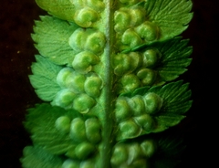 Dryopteris oreades