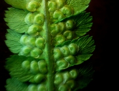 Dryopteris oreades