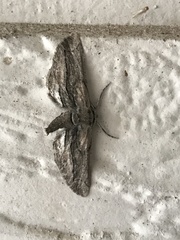 Holochroa dissociarius