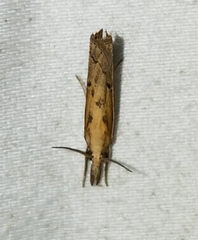 Fissicrambus quadrinotellus