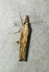 Fissicrambus quadrinotellus