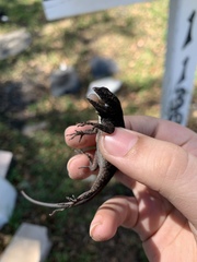 Anolis sagrei