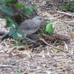 Toxostoma curvirostre