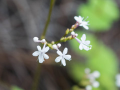 Valeriana urticifolia