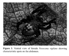 Neoscona vigilans