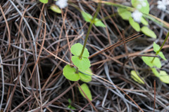 Valeriana urticifolia