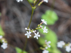 Valeriana urticifolia