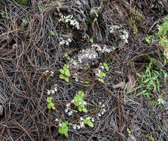 Valeriana urticifolia