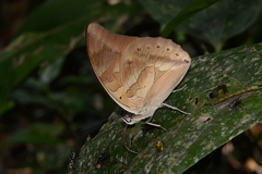 Archaeoprepona demophon