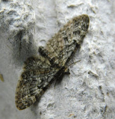 Eupithecia dodoneata