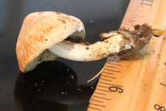 Inocybe pudica