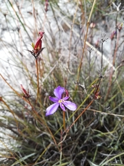 Aristea dichotoma