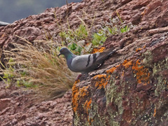 Columba livia canariensis