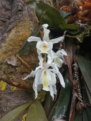 Coelogyne