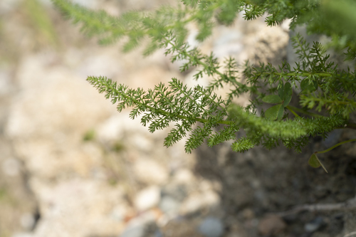 Image of Thapsia asclepium by (c) Eleftherios Katsillis, some rights reserved (CC BY)