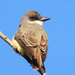 Thick-billed Kingbird - Photo (c) Manuel Grosselet, some rights reserved (CC BY-NC), uploaded by Manuel Grosselet