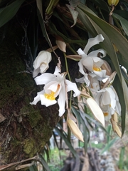 Coelogyne