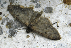 Eupithecia tripunctaria